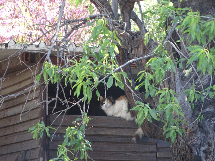DSC00244 (700x525, 549Kb)