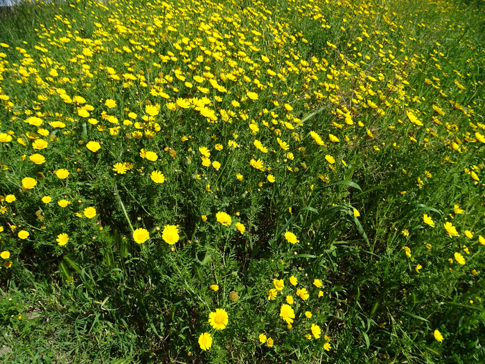 DSC00008 (700x525, 754Kb)