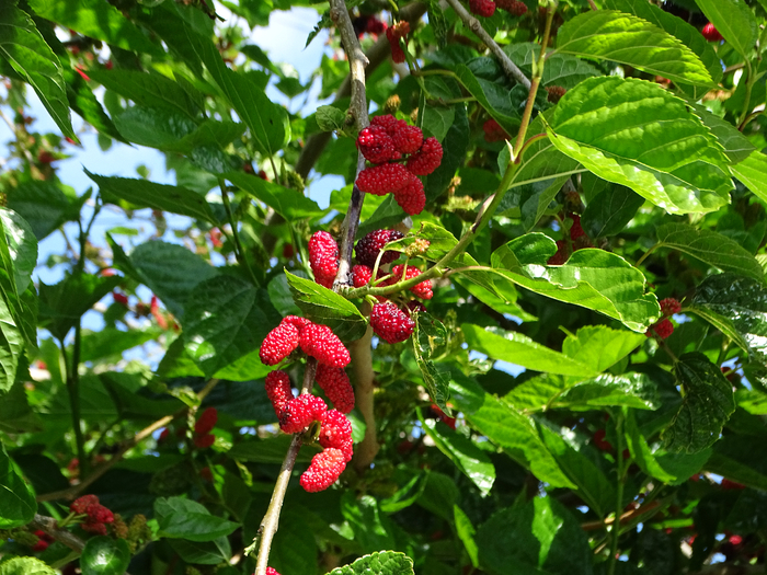 DSC00021 (700x525, 556Kb)