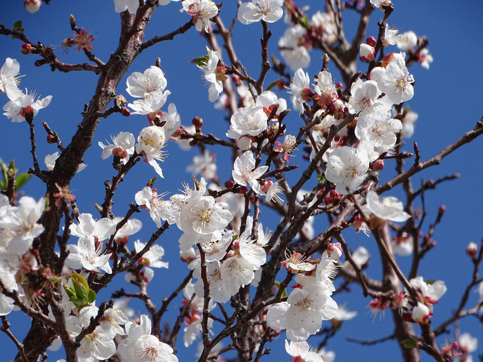 DSC00024 (700x525, 525Kb)