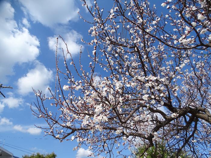DSC00029 (700x525, 644Kb)