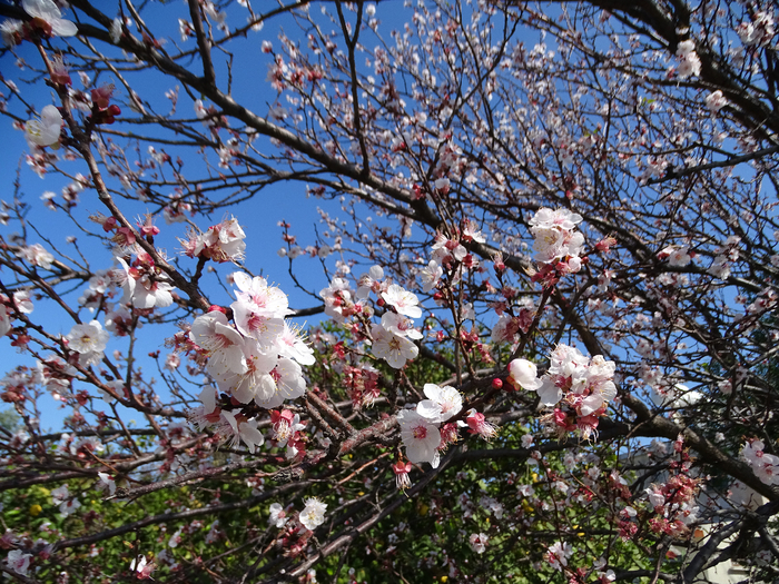DSC00059 (700x525, 670Kb)