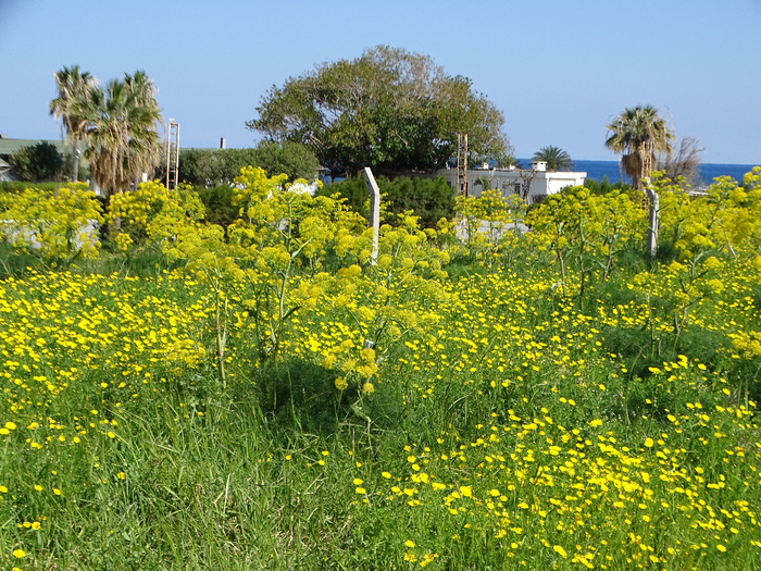 DSC00070 (700x525, 661Kb)