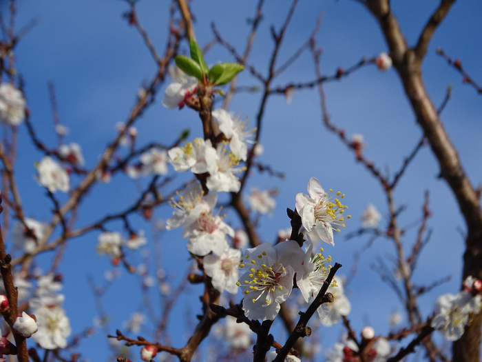 DSC00087 (700x525, 376Kb)
