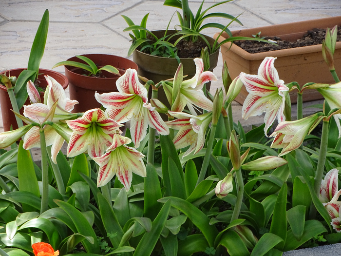 DSC00009 (700x525, 508Kb)