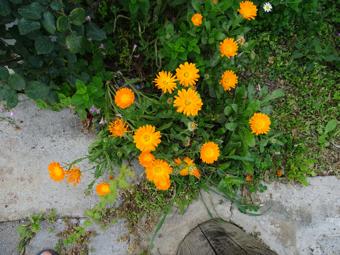 DSC00011 (700x525, 579Kb)