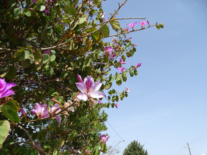 DSC00015 (700x525, 471Kb)