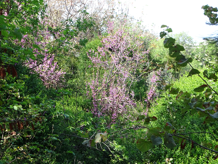 DSC00040 (700x525, 668Kb)