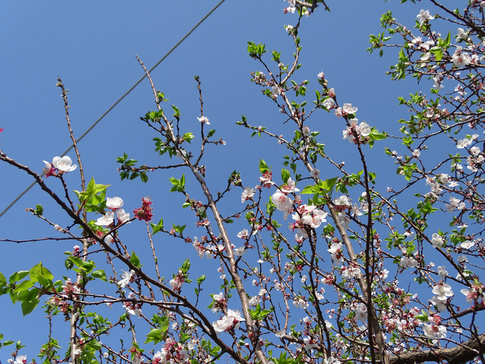 DSC00053 (700x525, 588Kb)