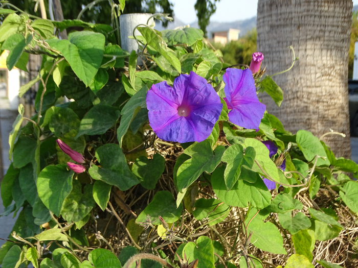 DSC00082 (700x525, 515Kb)
