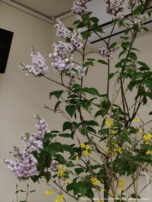 4702950_IMG20250308164413 (525x700, 297Kb)