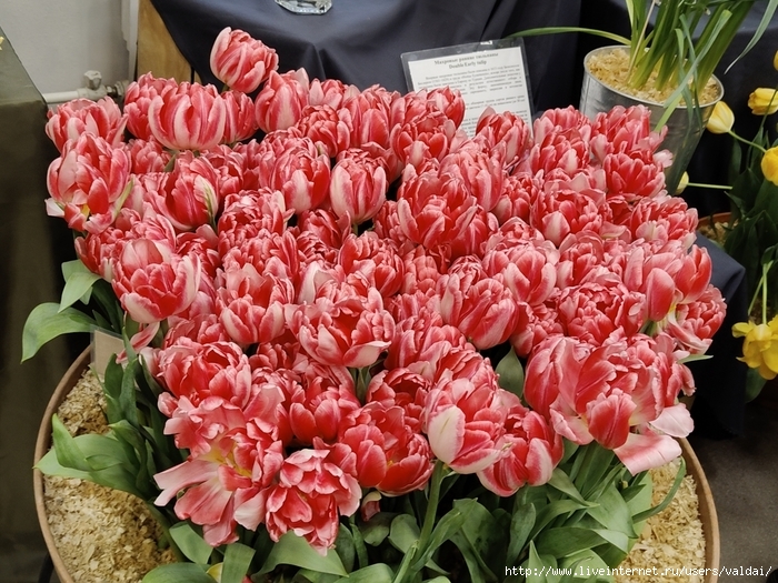 4702950_IMG20250308163334 (700x525, 378Kb)