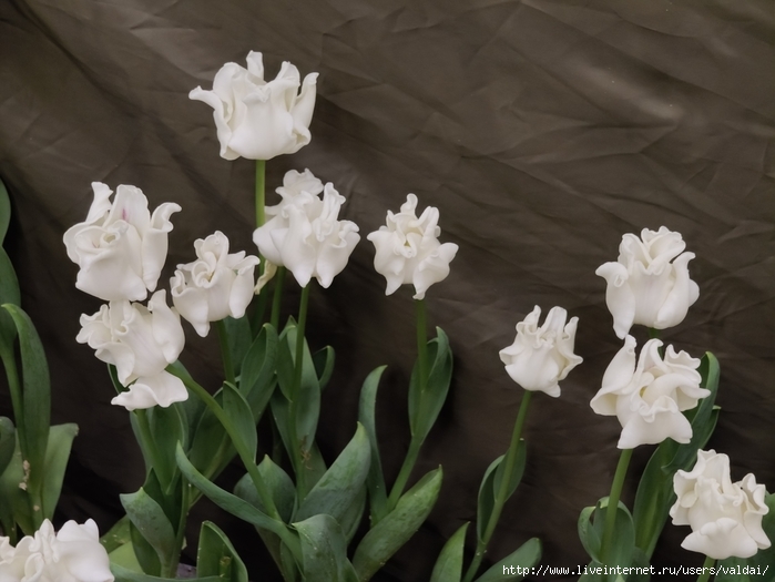4702950_IMG20250308163517 (700x525, 212Kb)