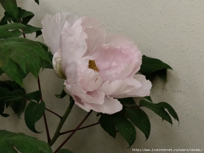 4702950_IMG20250308163812 (700x525, 242Kb)