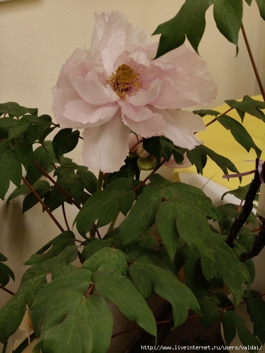 4702950_IMG20250308164353 (525x700, 230Kb)