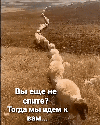 4743317_163671706_161049588_3416556_h5840 (328x410, 15438Kb)