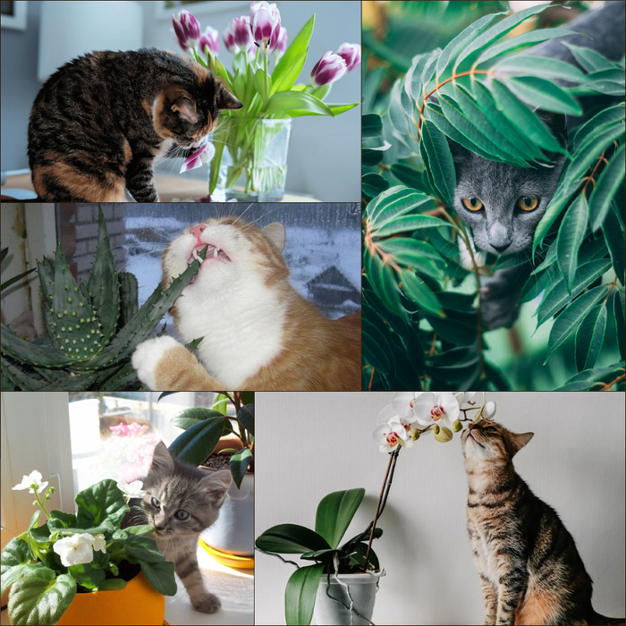 кошки и цветы