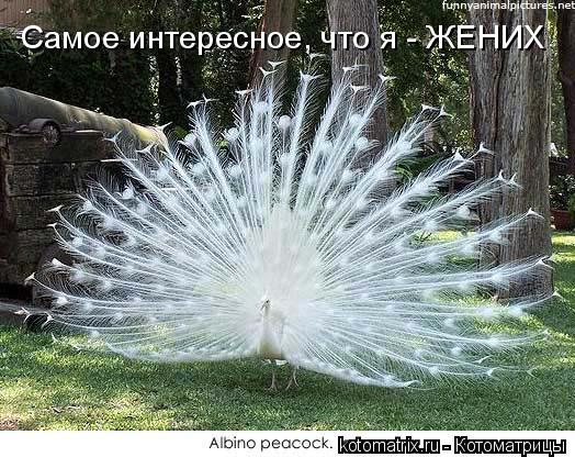 4743317__f (524x416, 70Kb)