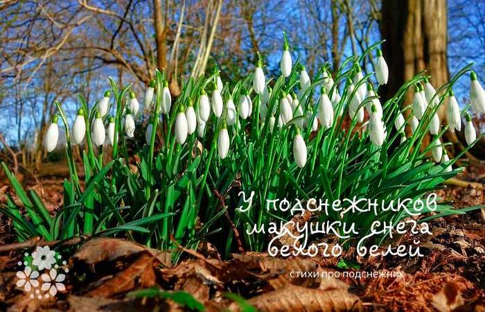 ПОДСНЕЖНИК. 4 (700x450, 79Kb)