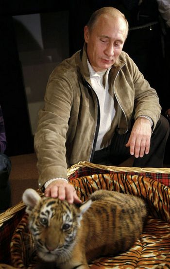 3109898_pytin_tigra (350x553, 36Kb)