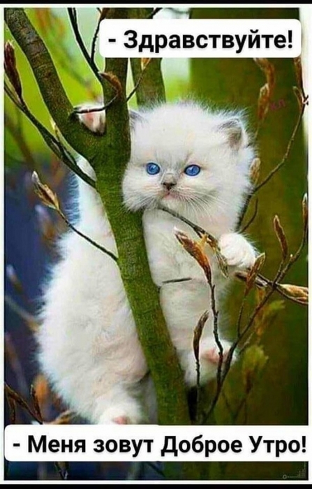 4743317_image20200127 (447x700, 210Kb)