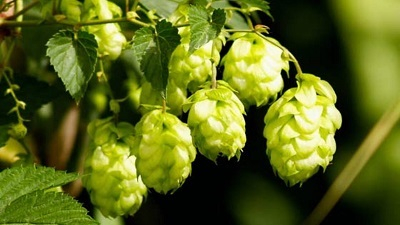 uzn_1419015563 (400x225, 96Kb)