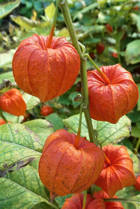 flowers-7592221_1280 (467x700, 111Kb)