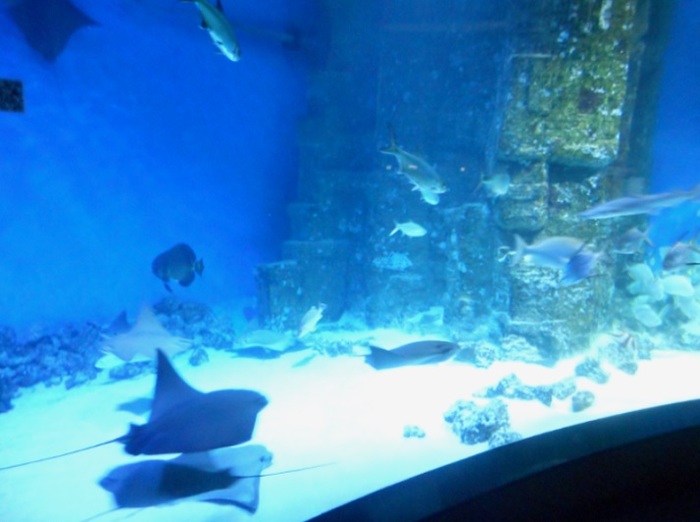 4752699_DSCN0547k (700x522, 79Kb)