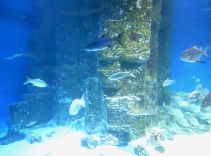 4752699_DSCN0551k (700x516, 86Kb)