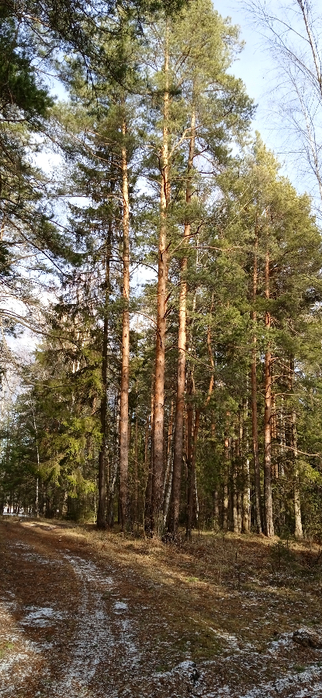 1738837535200 (322x700, 367Kb)