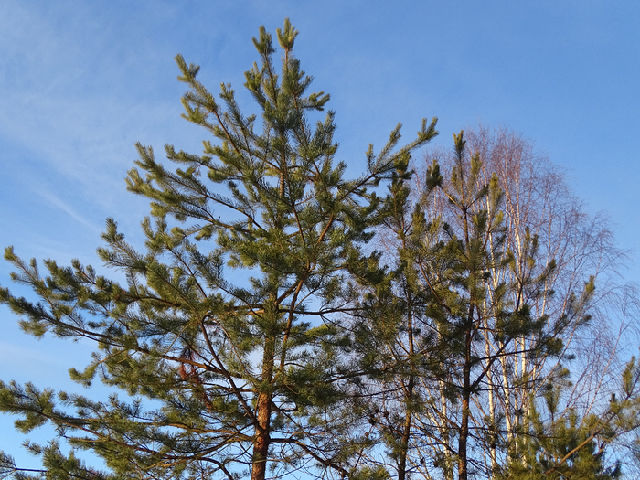 DSC00324 (700x525, 556Kb)