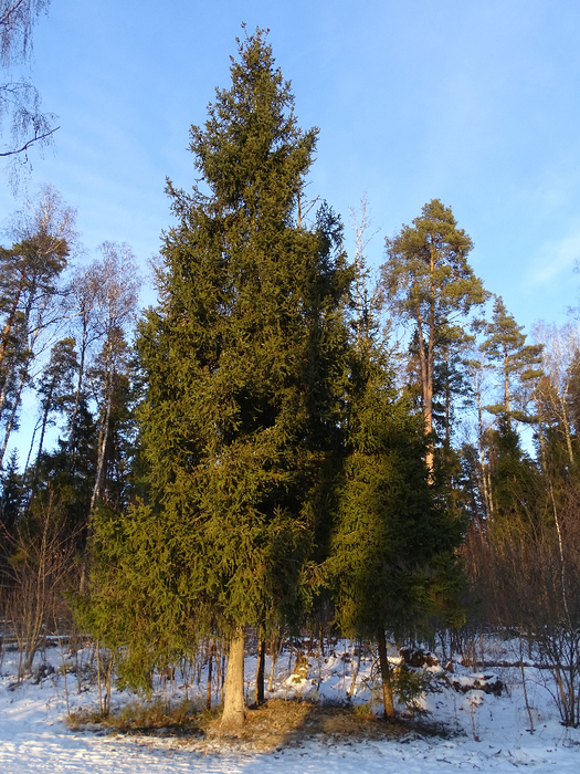 DSC00332 (525x700, 590Kb)