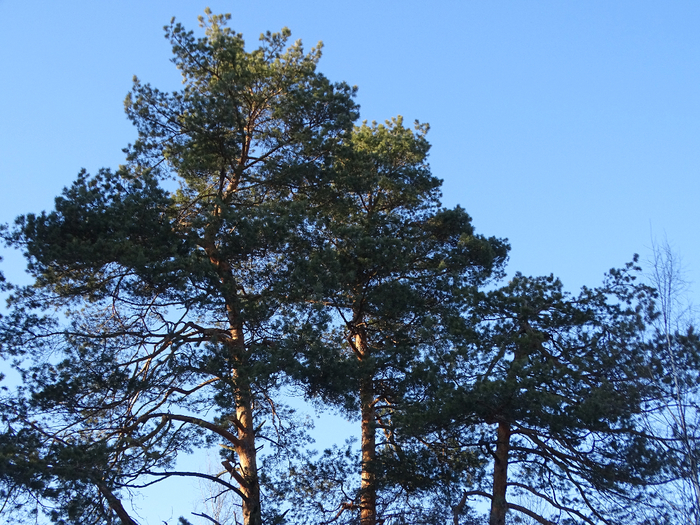 DSC00362 (700x525, 582Kb)