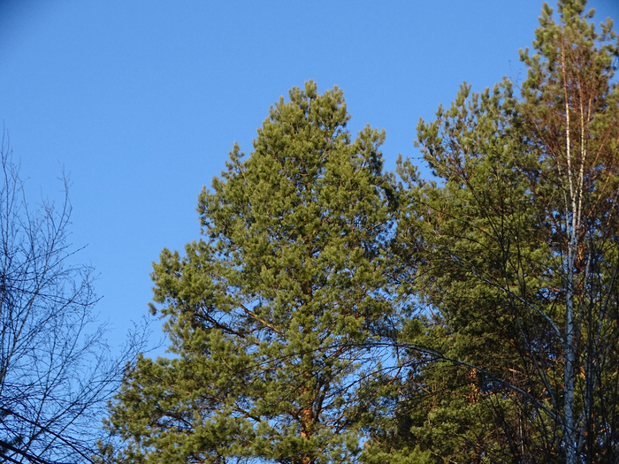 DSC00364 (700x525, 558Kb)