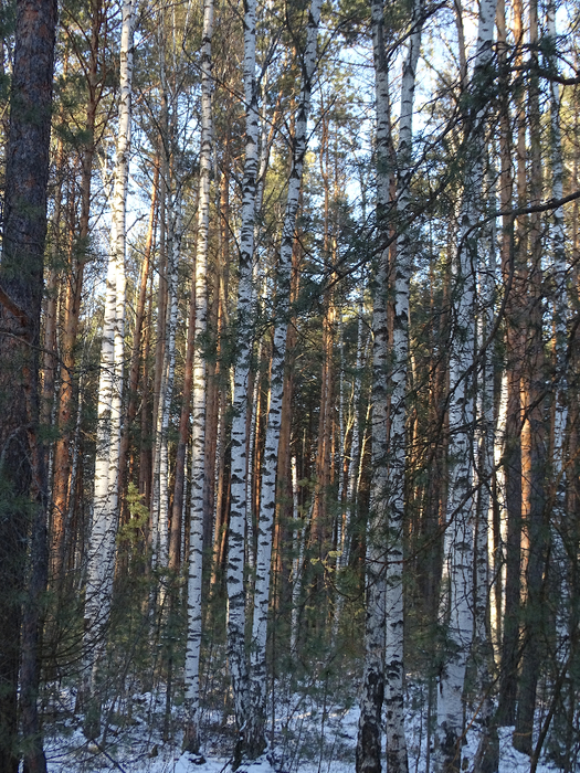 DSC00369 (525x700, 624Kb)