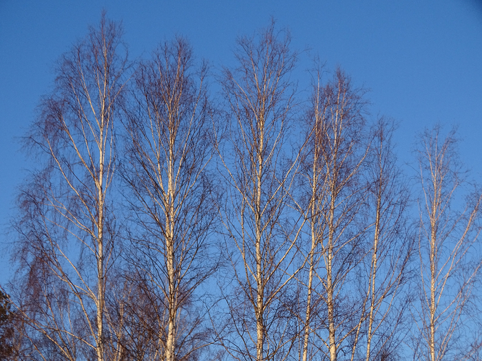 DSC00392 (700x525, 589Kb)