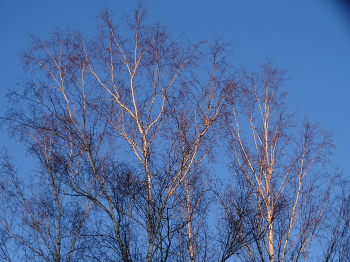 DSC00399 (700x525, 574Kb)