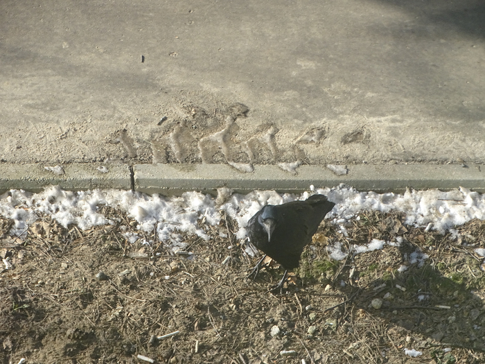 DSC00414 (700x525, 472Kb)