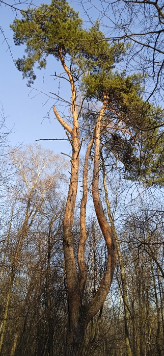 1740948829125 (322x700, 372Kb)