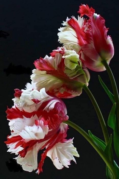 . 31ff78ca0c1b8232b70b358a3af98632 (467x700, 47Kb)