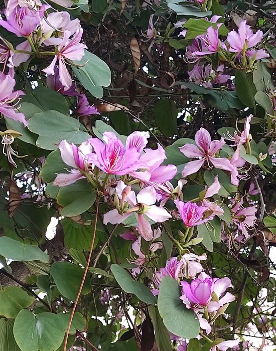 2 (550x700, 252Kb)