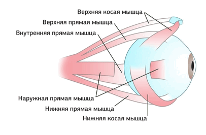 8 (406x266, 21Kb)