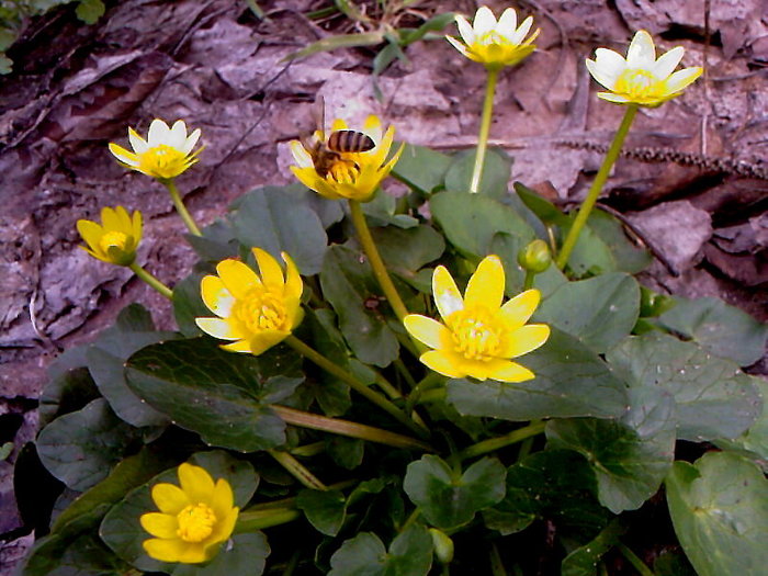 Photo-0106 (700x525, 98Kb)