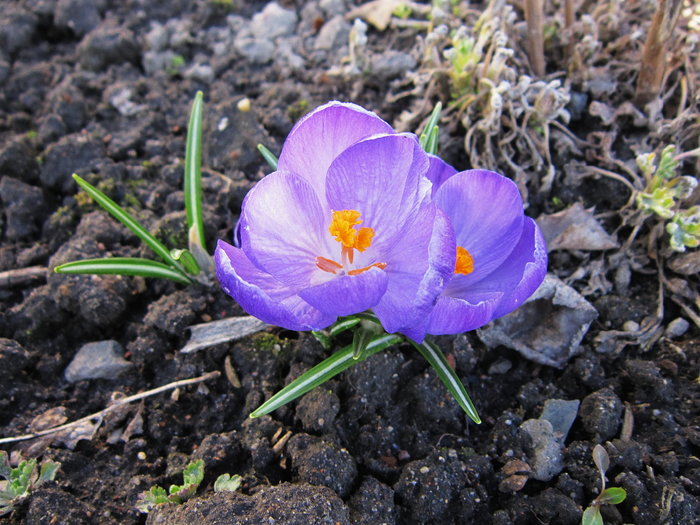 IMG_1799-0 (700x525, 543Kb)