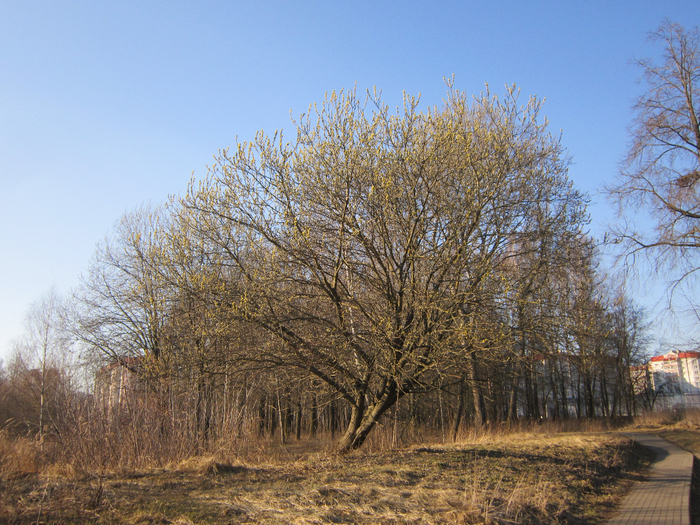 IMG_1790 (700x525, 599Kb)