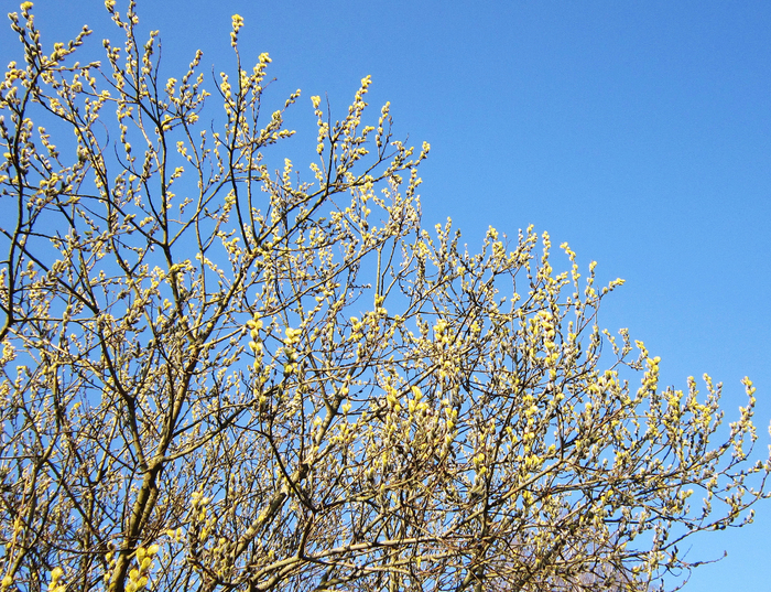 IMG_1791-0 (700x537, 735Kb)