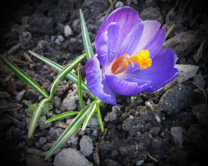 IMG_1801-012 (700x558, 463Kb)