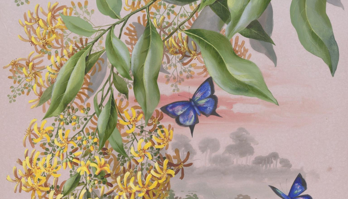 collection-picture-flowers-butterflies-rowan-nla-obj-138760118 (700x401, 321Kb)