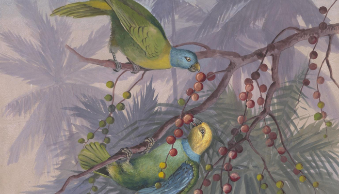 collection-picture-lorikeets-rowan-nla-obj-138740512 (700x401, 280Kb)