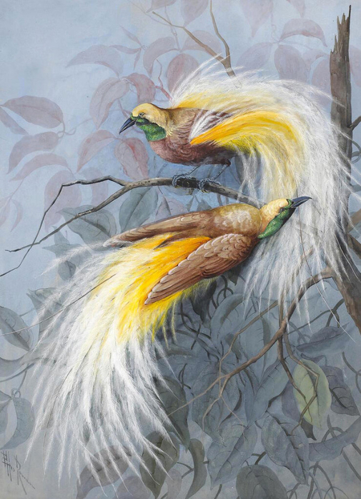 Marian Ellis Rowan (Australian, 1848-1922)-Two male Birds of Paradise in the branches of a tree (505x700, 389Kb)